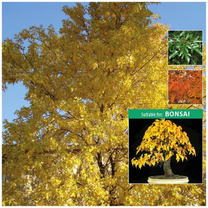 Acer Ginnala Amur Maple Seeds