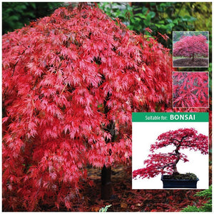 Acer Palmatum Laceleaf Japanese Maple Seeds