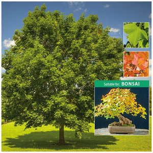 Acer Monspessulanum Montpellier Maple Seeds