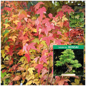 Acer Trifidum Trident Maple Seeds