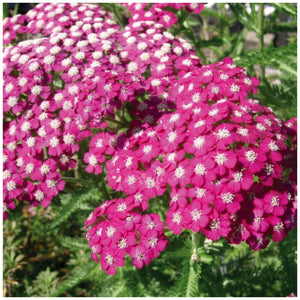 Achillea Millefolium Pink Yarrow Seeds