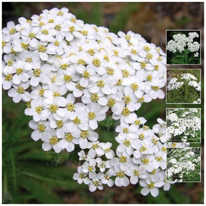 Achillea White Yarrow Seeds