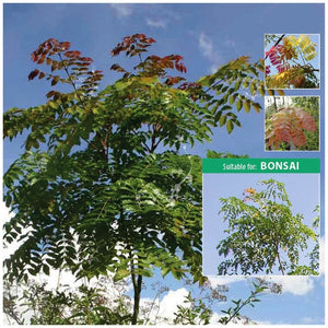 Acrocarpus Pink Cedar Seeds