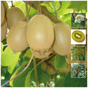 Actinidia Hayward Kiwi Fruit Gooseberry Seeds
