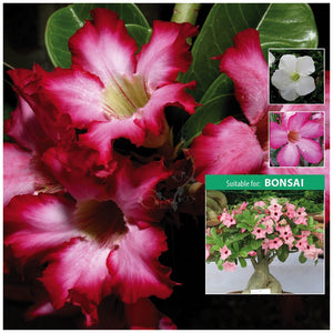 Adenium Obesum Thai Hybrids Mix Seeds