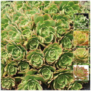 Aeonium Lancerottense Seeds