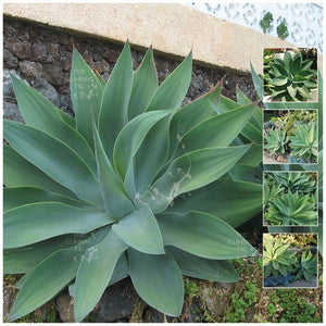 Agave Attenuata Foxtail Agave Seeds