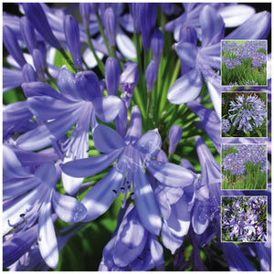 Agapanthus Eternal Blue Seeds