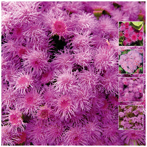 Ageratum Pink Pom Pom Seeds