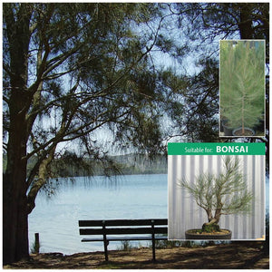 Allocasuarina Littoralis Black She Oak Seeds