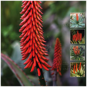 Aloe Ferox Firestarter Seeds