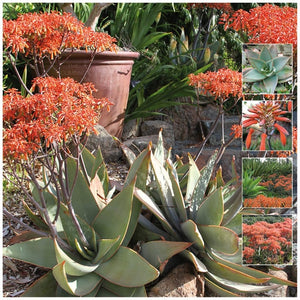 Aloe Striata Coral Profusion Seeds