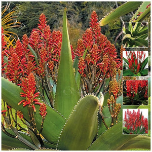 Aloe Vaombe Madagascar Tree Aloe Seeds