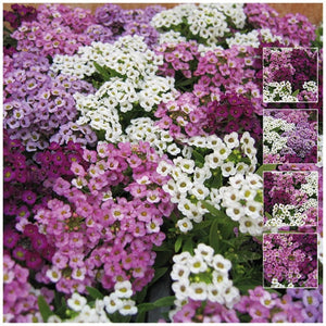 Alyssum Dwarf Nostalgia Mix Seeds