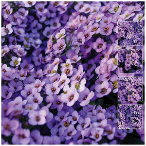 Alyssum Lavender At Dusk Seeds