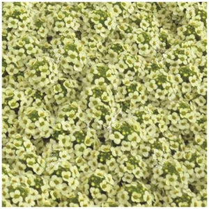 Alyssum Lemon Ice Seeds