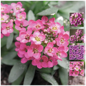 Alyssum Paegan Pink Seeds