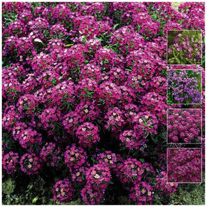 Alyssum Royal Velvet Seeds