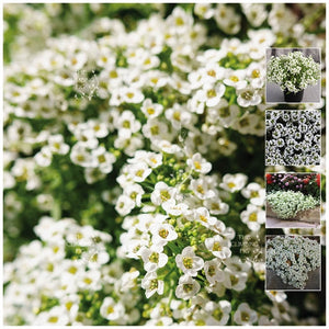 Alyssum Snow White 7 Seeds