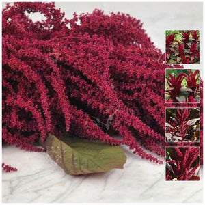 Amaranthus Red Cathedral Seeds
