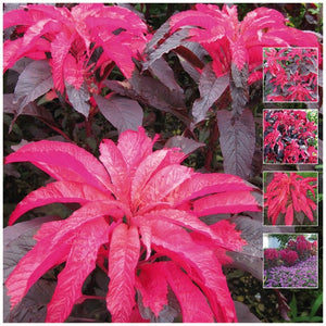 Amaranthus Tricolor Early Splendor Seeds