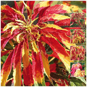 Amaranthus Tricolor Perfecta Seeds
