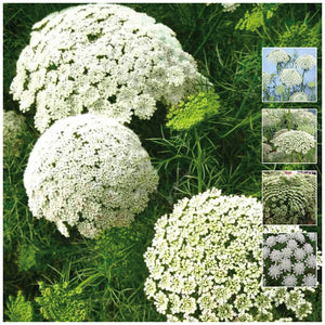 Ammi Casablanca Seeds