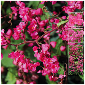 Antigonon Cherry Blossom Coral Vine Seeds