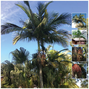 Archontophoenix Cunninghamiana Bangalow Palm Seeds