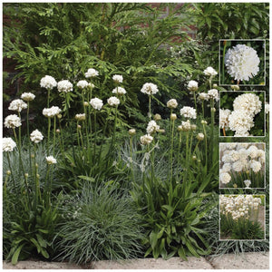 Armeria Kai Hybrid White Seeds
