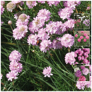 Armeria Pseudarmeria MG Mix Seeds