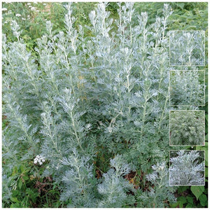 Artemisia Absinthium Wormwood Seeds