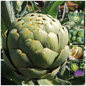 Artichoke Green Globe Improved Seeds