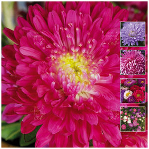 Aster Lucid Perfection Mix Seeds