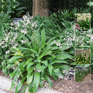 Arthropodium Cirrratum Matapouri Bay Seeds