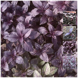 Basil Dark Opal Seeds