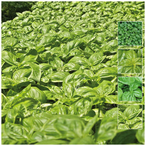 Basil Sweet Basil Italian Seeds
