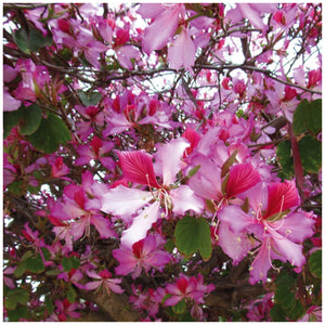 Bauhinia Hawaiian Orchid Tree Seeds