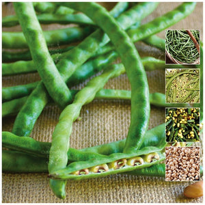 Bean Black Eyed Peas Seeds