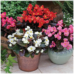 Begonia Bada Boom Mix Seeds