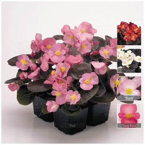 Begonia Nightlife Range Seeds