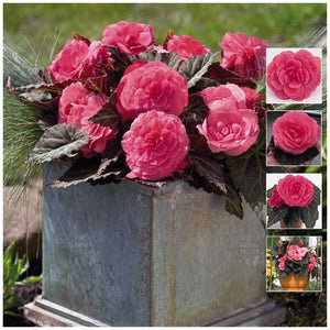 Begonia Nonstop Mocca Pink Seeds