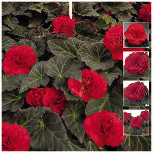 Begonia Nonstop Mocca Scarlet Seeds