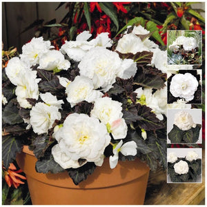 Begonia Nonstop Mocca White Seeds