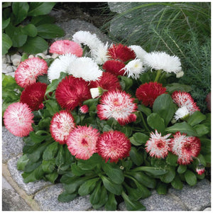 Bellis English Daisy Mix Adored Seeds