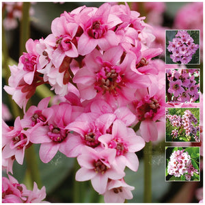 Bergenia Flamingo Ice Seeds