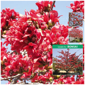 Bombax Flame Of Ceiba Seeds