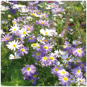 Brachyscome Mixed Splendour Seeds