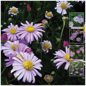Brachycome Swan River Daisy Seeds
