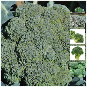Broccoli Green King Seeds